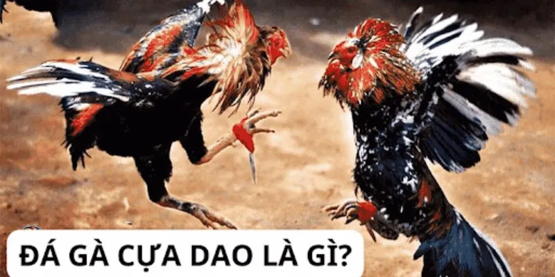 Tìm hiểu khái niệm đá gà cựa dao là gì?