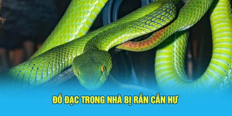 Đồ đạc trong nhà bị rắn cắn hư